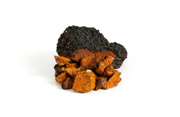 hongo chaga, color negro con marrón, fondo blanco