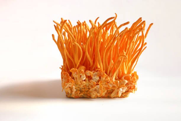 cordyceps, color naranja fondo blanco