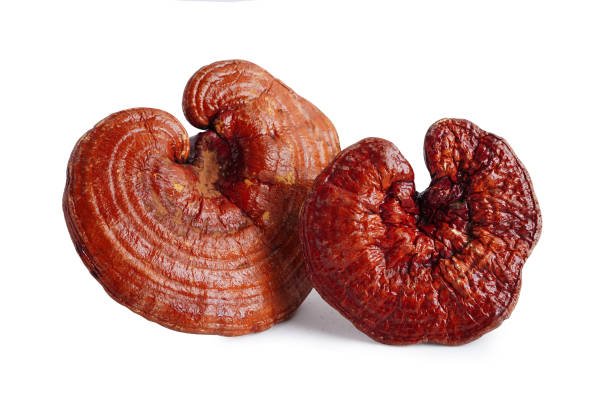 hongo Reishi, color rojo, fondo blanco